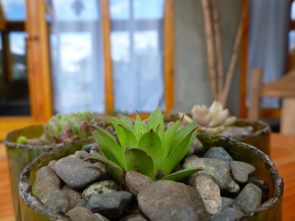 Earthship Patagonia Eco Accommodations El Bolsón Екстериор снимка